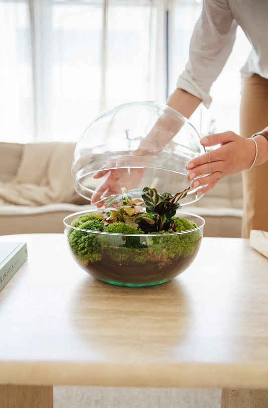 Hoe onderhoud ik mijn terrarium?