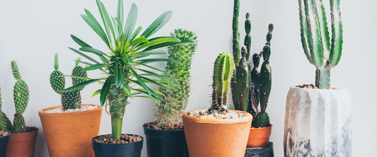 Cactussen stekken: Een stap-voor-stap gids voor succesvolle vermeerdering