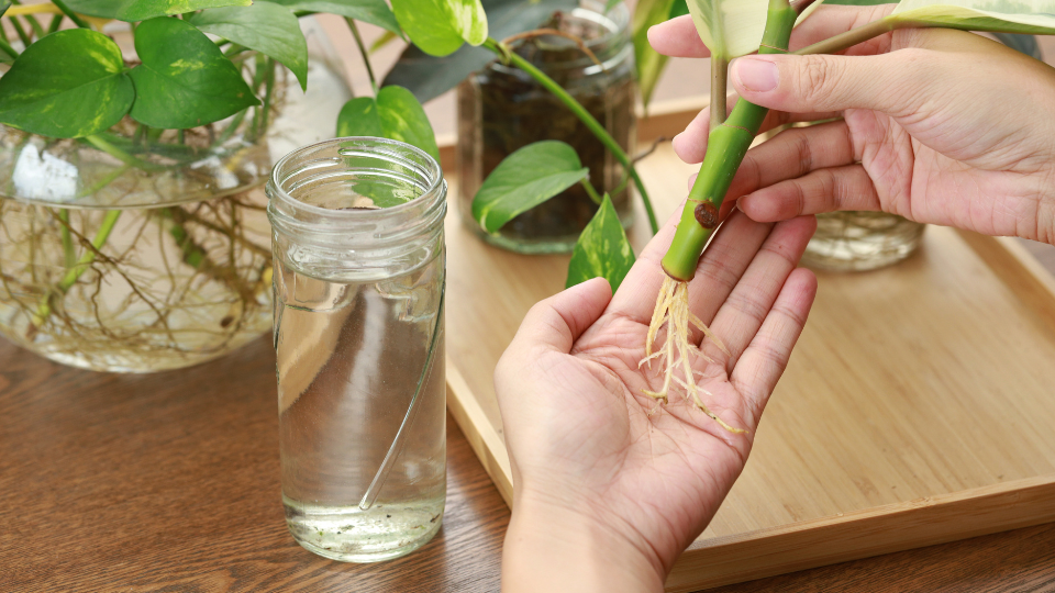 Welke planten zijn geschikt voor hydroponie?
