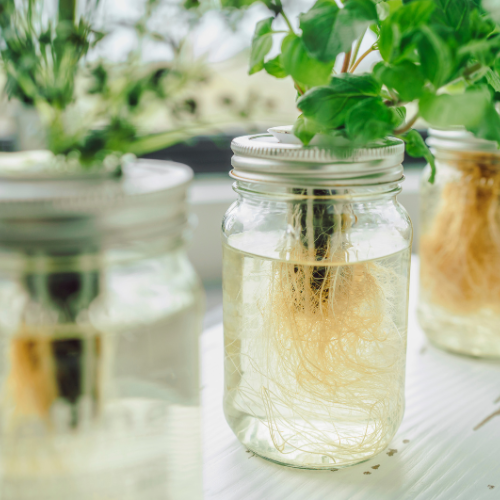 Planten niet in potgrond, maar groeien in water?!