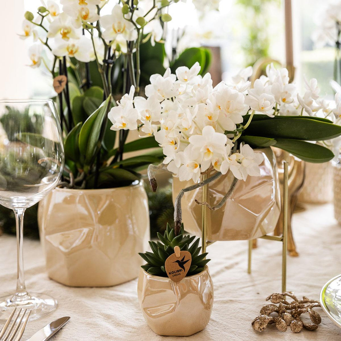 Orchideeën: Een statement van schoonheid en elegantie voor elk huis!