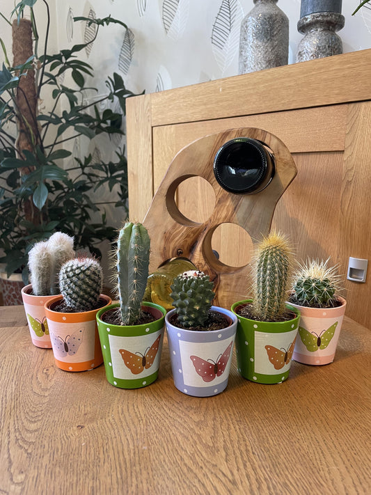 Veelvoorkomende problemen bij cactussen en succulenten