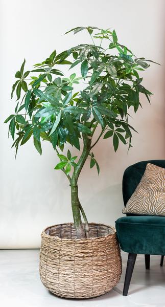 Transformeer je interieur met grote kunstplanten!