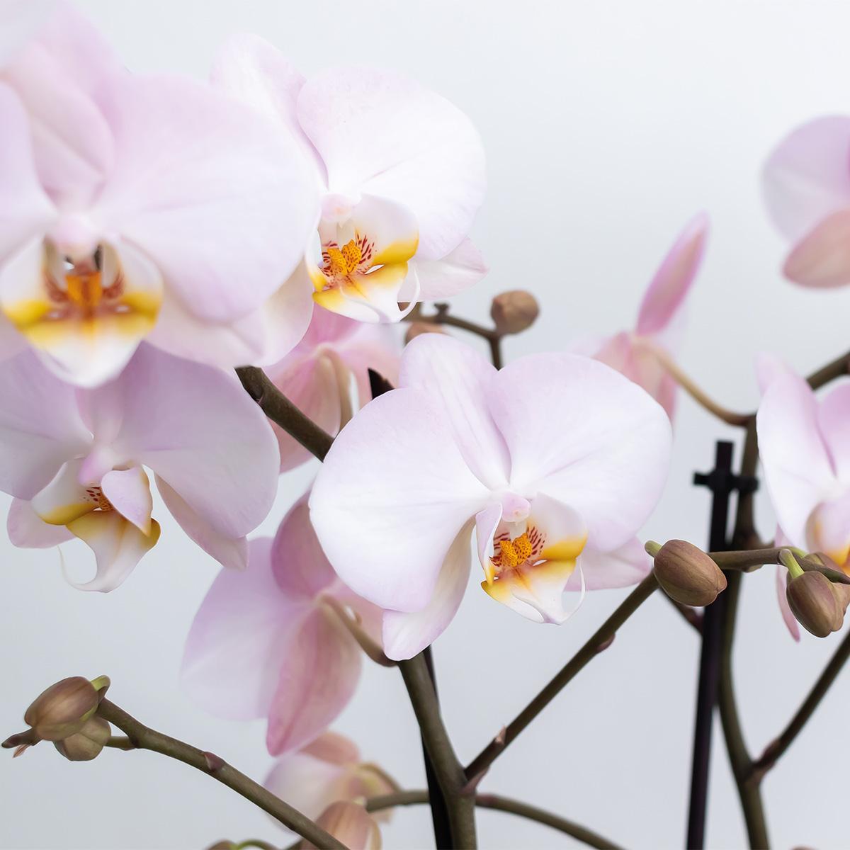 Orchideeën