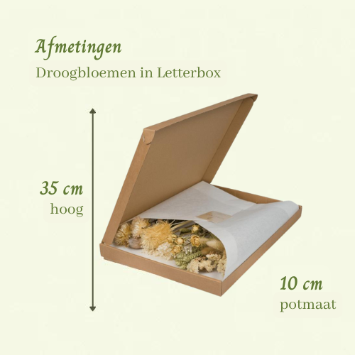 Droogbloemen in Letterbox Natural
