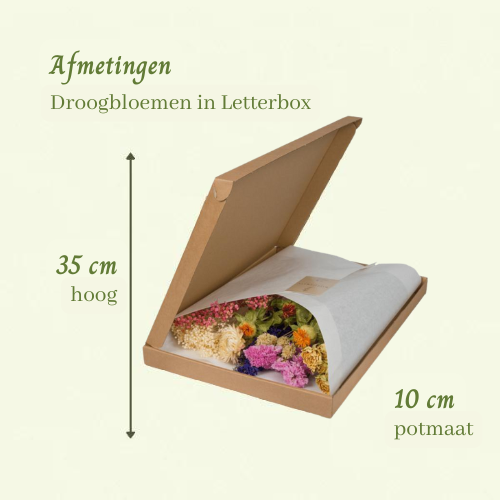 Droogbloemen in Letterbox Multi