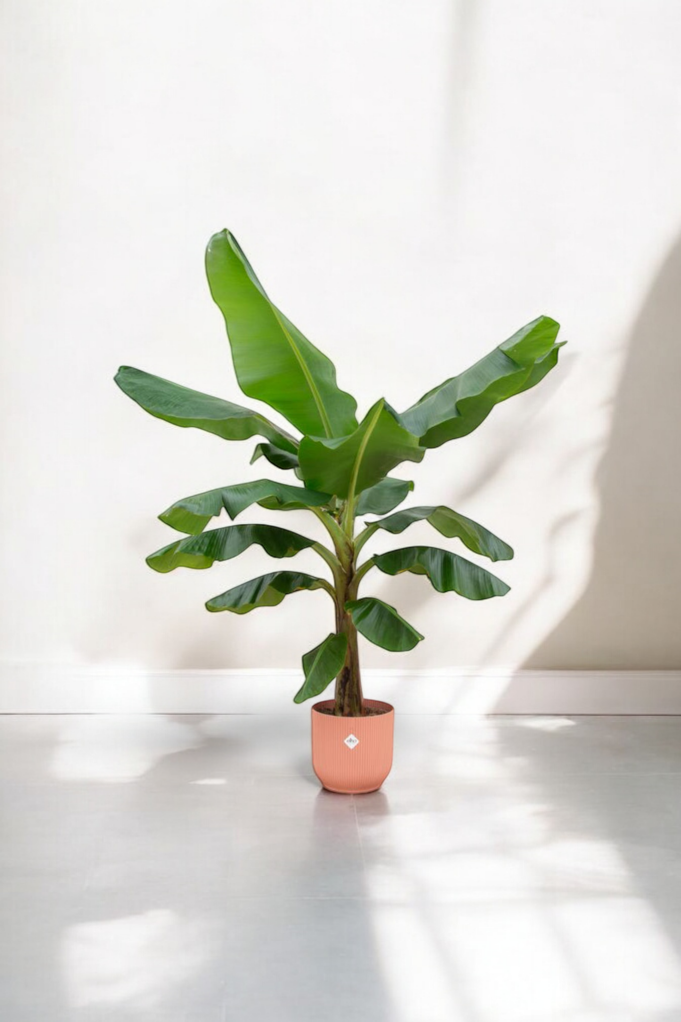 Bananenplant (Musa) - incl. bloempot Roze - ↨180cm - Ø30cm