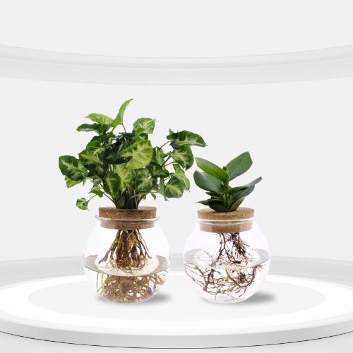 Bolglas Duo Clusia/Syngonium - 2 stuks - ↨30cm - Ø12cm