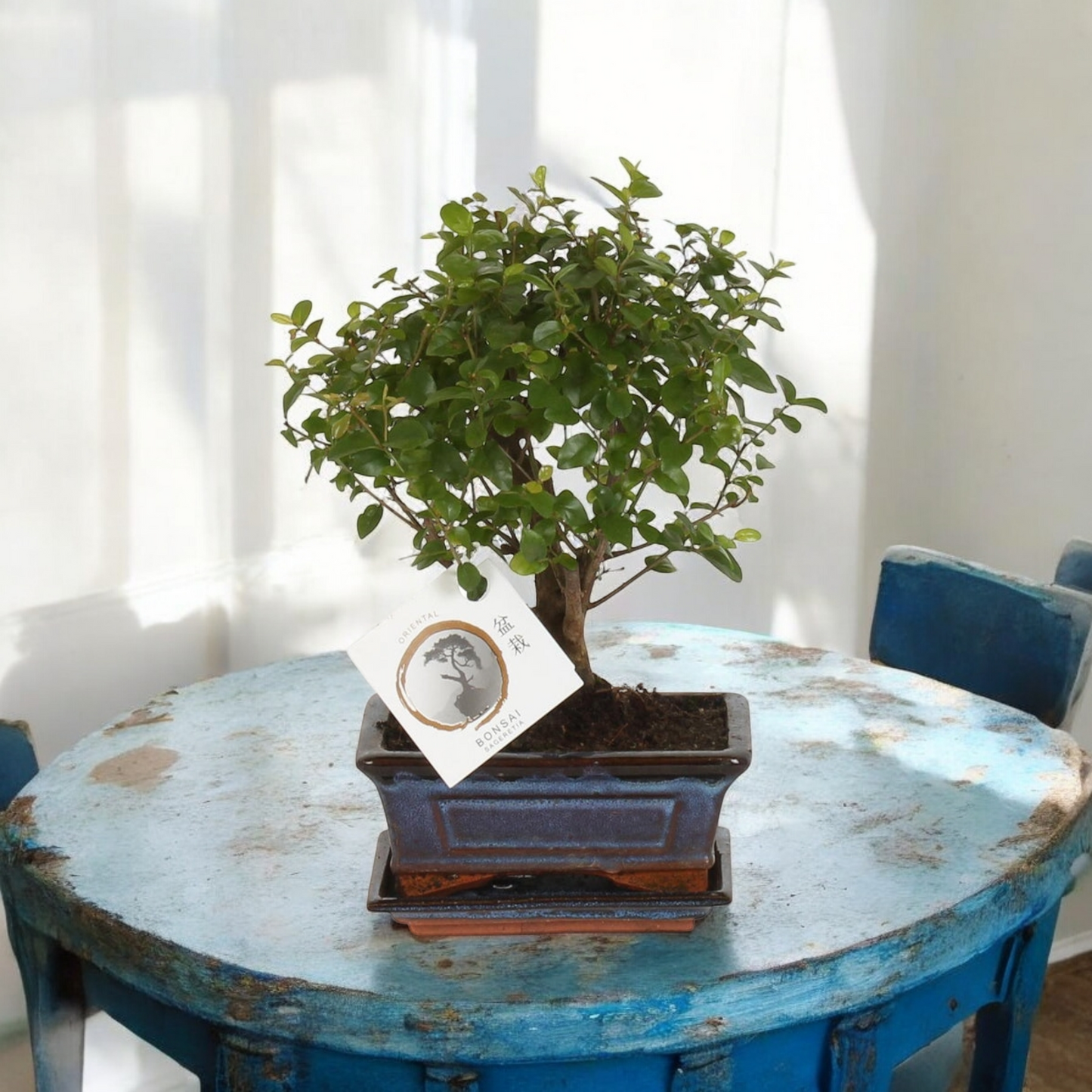 Bonsai - ↨30cm - Ø15