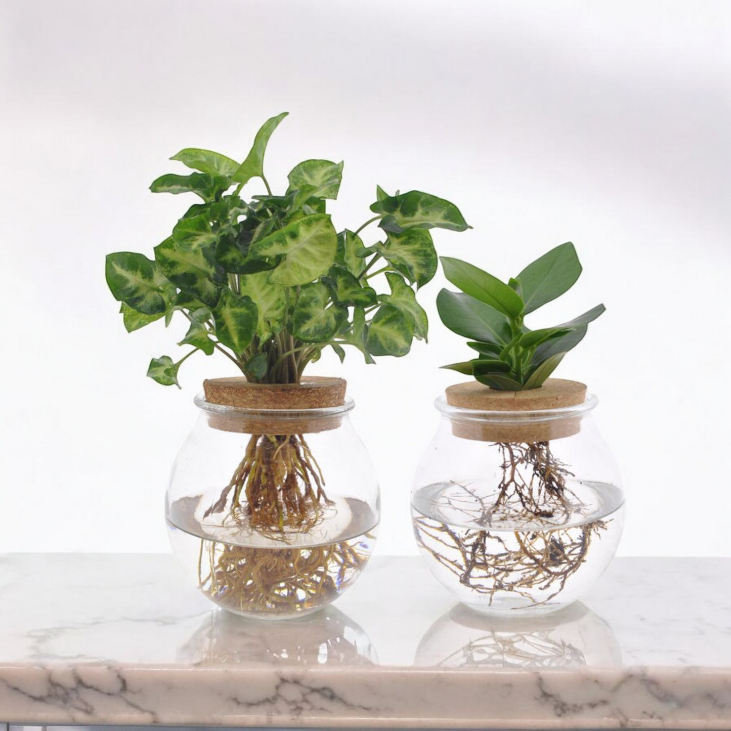 Bolglas Duo Clusia/Syngonium - 2 stuks - ↨30cm - Ø12cm