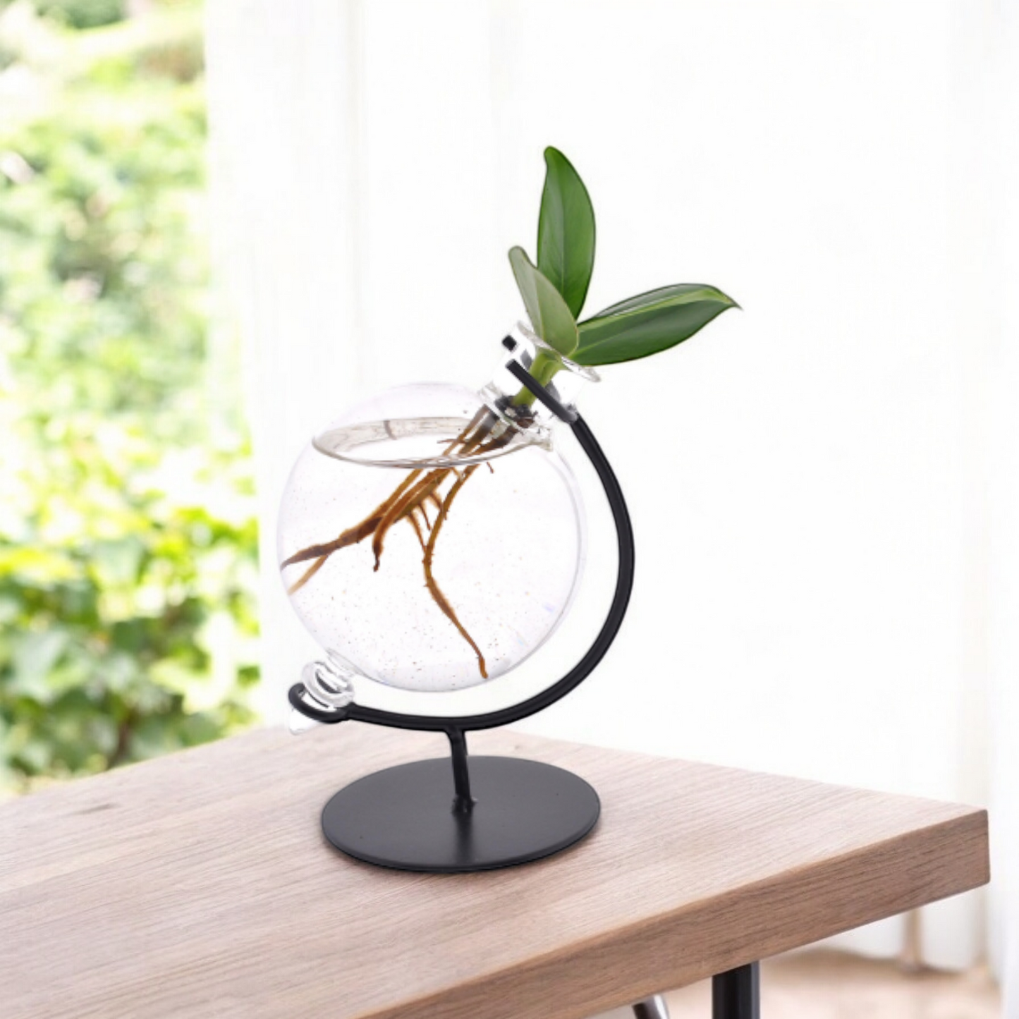 Clusia in victoria glas - ↨10cm - Ø5cm