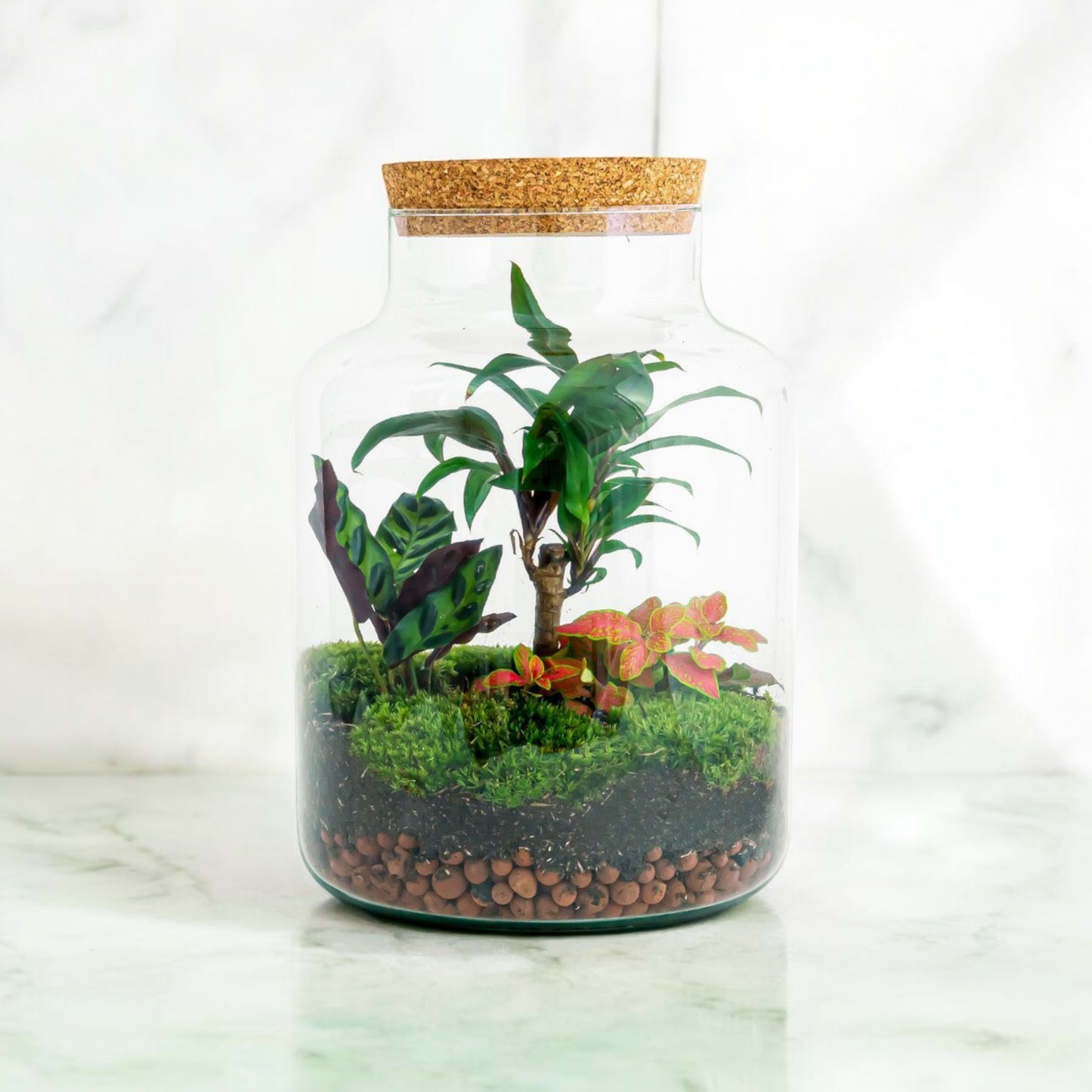 DIY terrarium Milky Palm - ↨30cm - Ø21cm