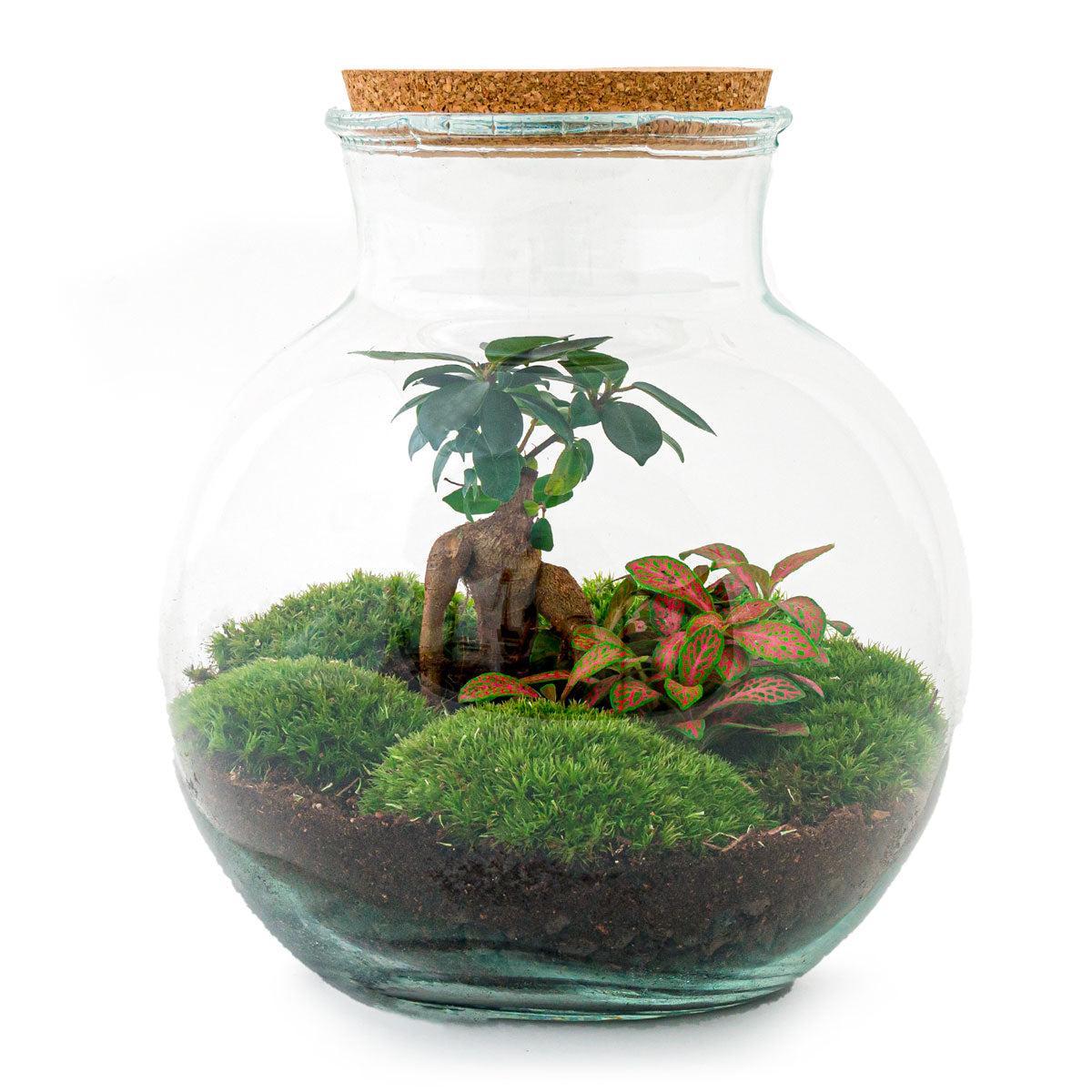 DIY terrarium Teddy bonsai - ↨26,5cm - Ø25cm - Luxe Planten