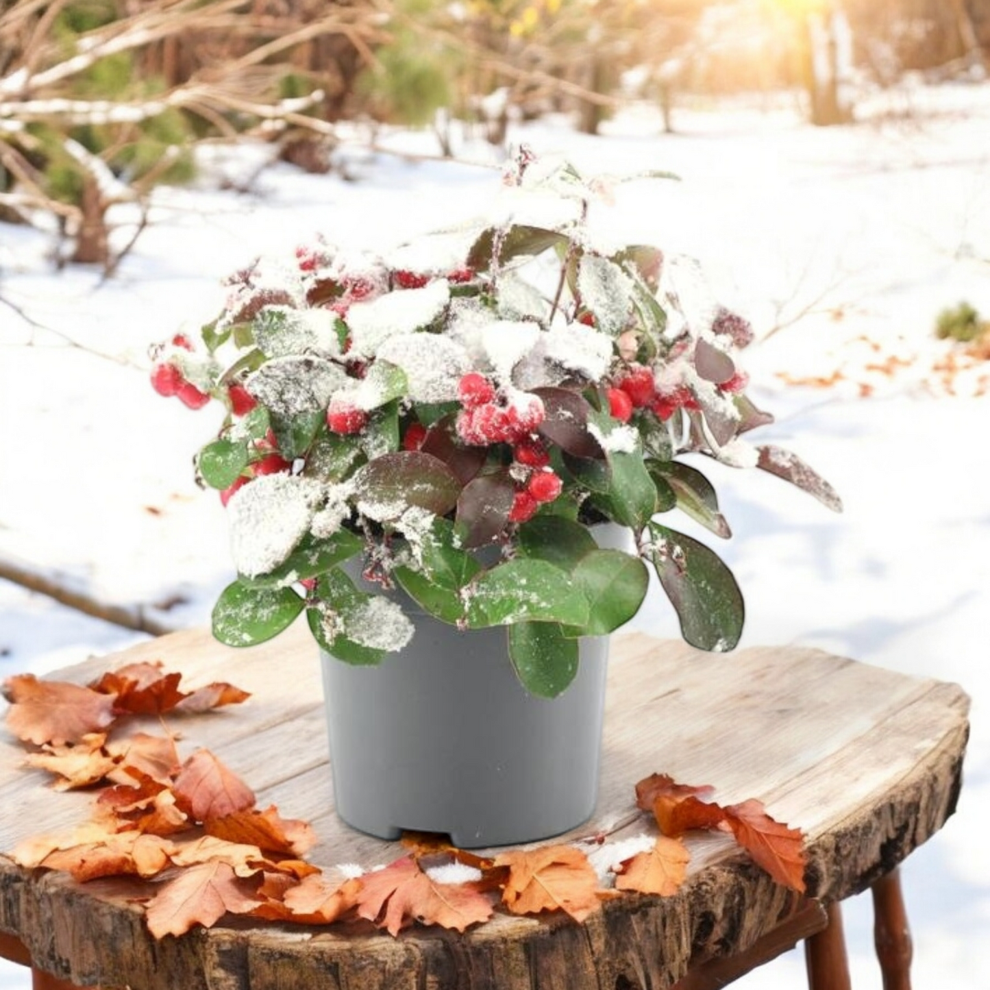 Gaultheria Pr. 'Big Berry' + Snow - ↨15cm - Ø10 - Luxe Planten