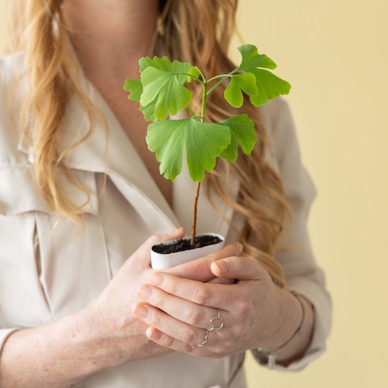 Ginkgo Biloba in brievenbusdoosje