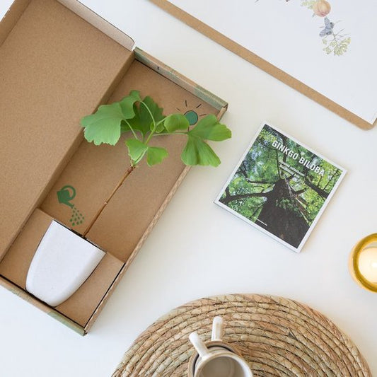 Ginkgo Biloba in brievenbusdoosje