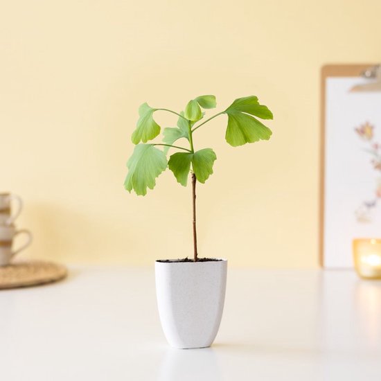 Ginkgo Biloba in brievenbusdoosje
