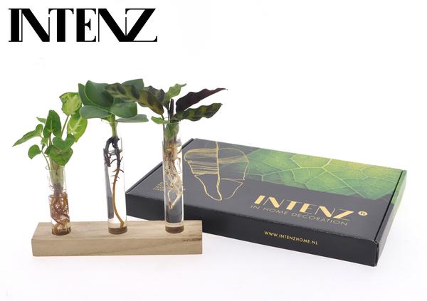 Hydroponie cadeaubox - Brievenbuspakket - ↨10cm - Ø7cm
