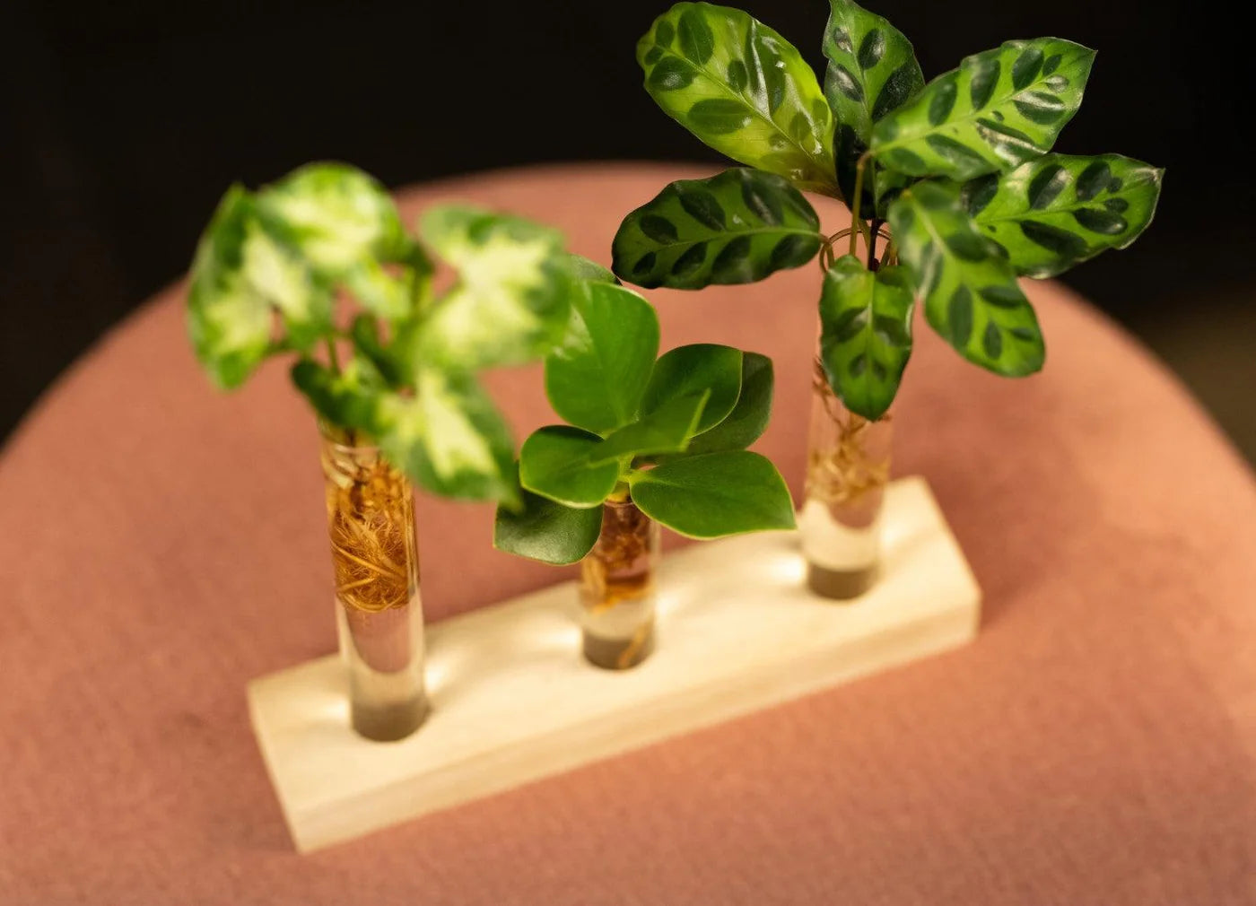 Hydroponie cadeaubox - Brievenbuspakket - ↨10cm - Ø7cm