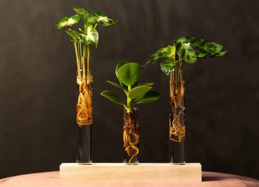 Hydroponie_cadeaubox_-_Brievenbuspakket_-_10cm_-_O7cm_-_Luxe_Planten.nl