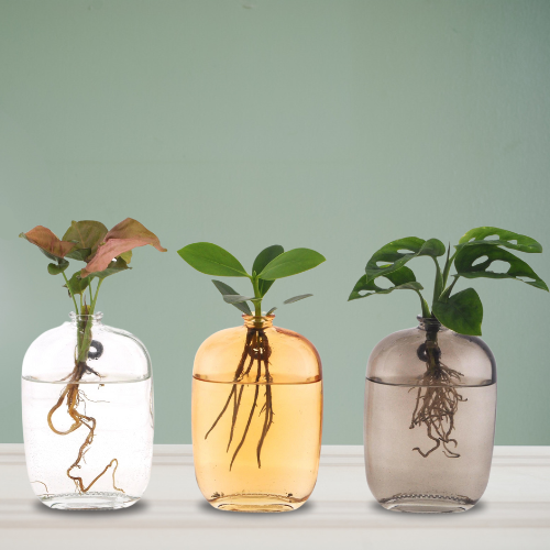Kamerplanten Mix in santiago glas - 3 stuks ↨10cm - Ø7cm