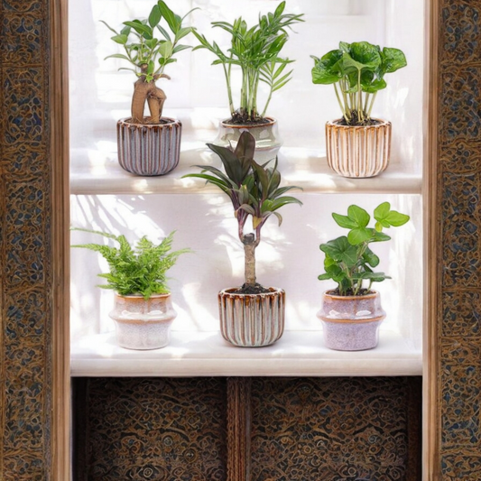Mini plantenset 6 - Inclusief pot set Barcelona