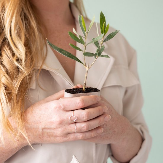 Mini olijfboom in brievenbusdoosje