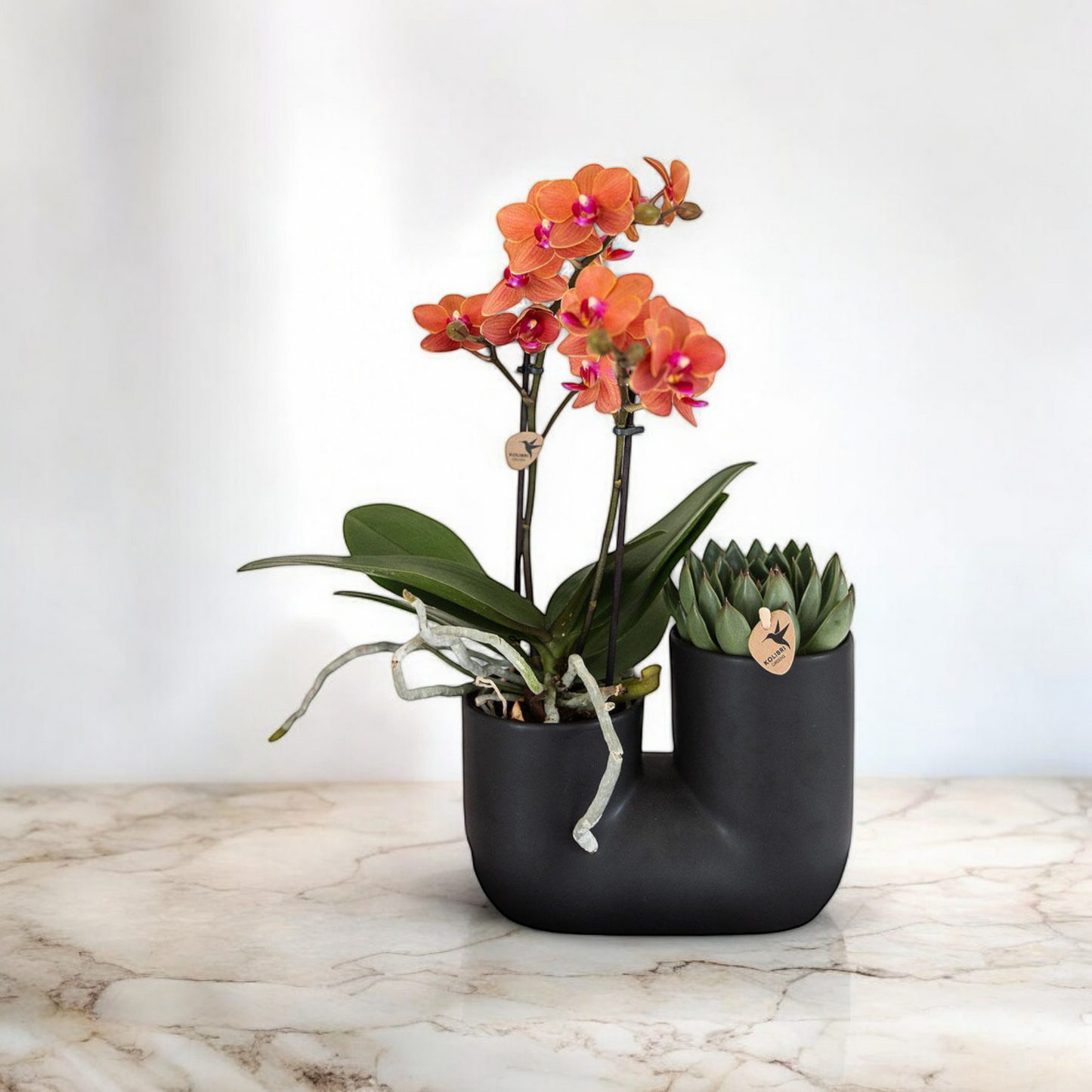 Oranje orchidee Bolzano en succulent in Tube sierpot zwart - Ø9cm