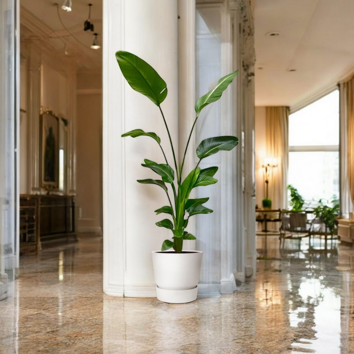Strelitzia Nicolai - ↨170cm - Ø21cm