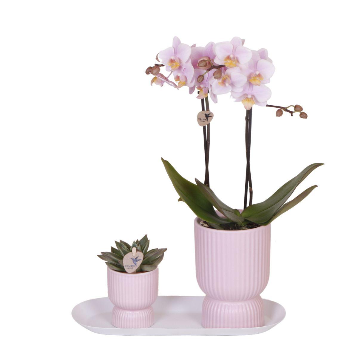 Plantenset Floral Blush pink small - Groene planten met Phalaenopsis orchidee in Floral Blush pink sierpotten en wit dienblad