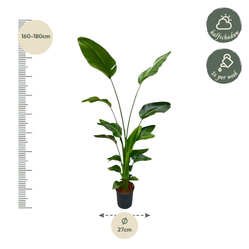 Strelitzia Nicolai - ↨170cm - Ø21cm