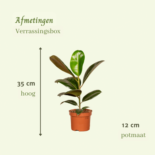 Verrassingsbox met 6 kamerplanten - ↨35cm - Ø12cm