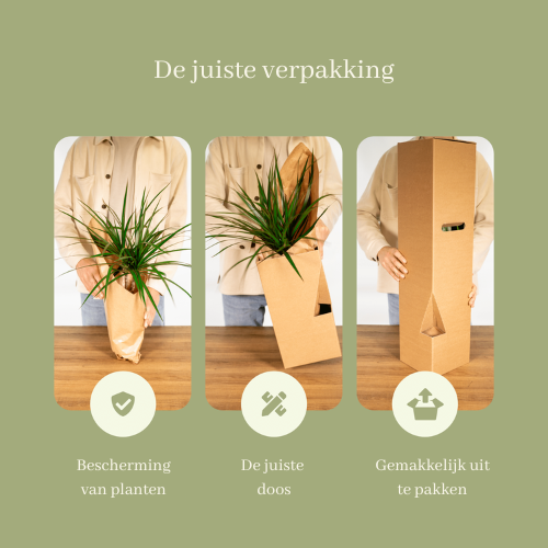 Verrassingsbox met 6 kamerplanten - ↨35cm - Ø12cm