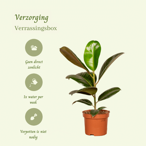 Verrassingsbox met 6 kamerplanten - ↨35cm - Ø12cm