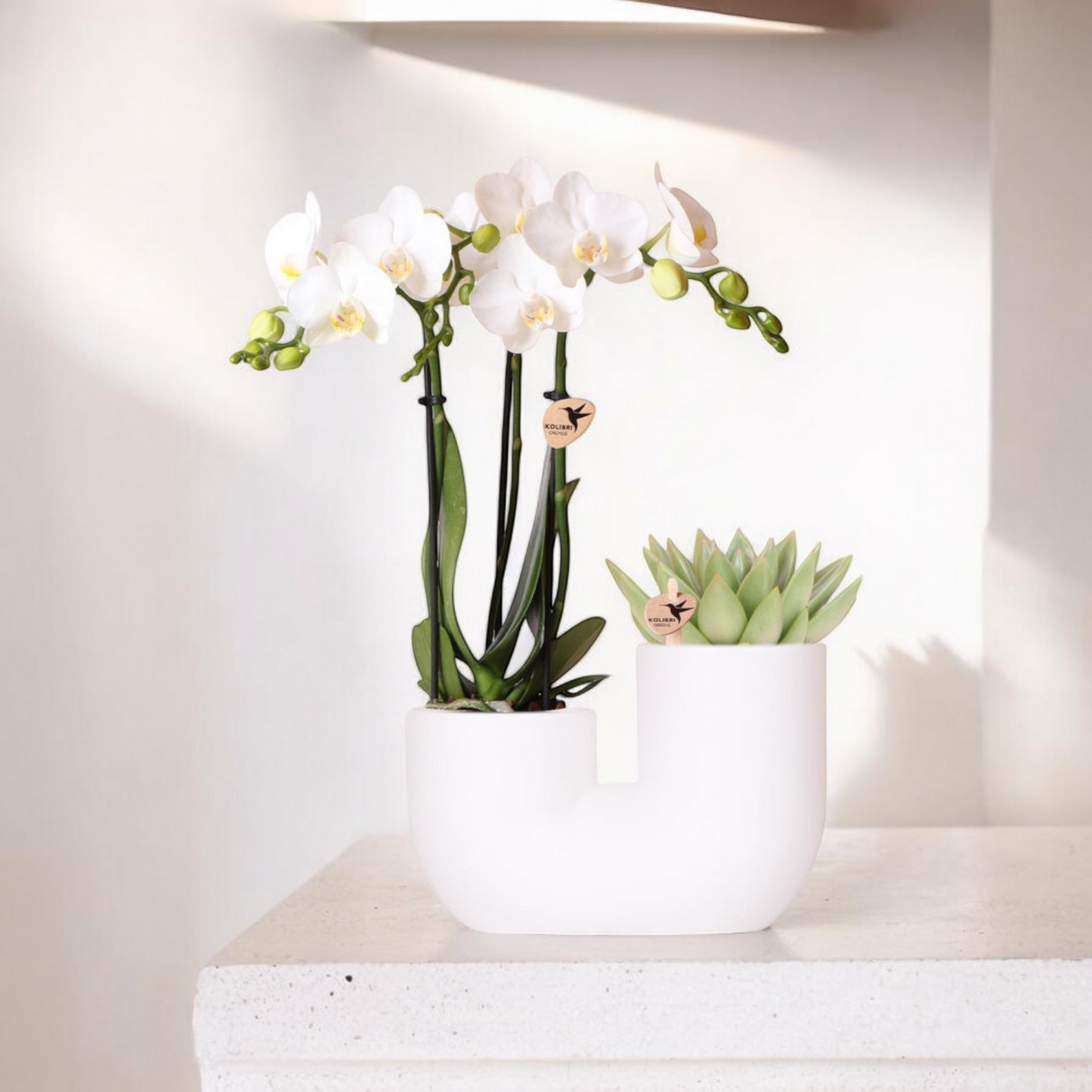 Witte orchidee Amabilis en succulent in Tube sierpot wit - Ø9cm