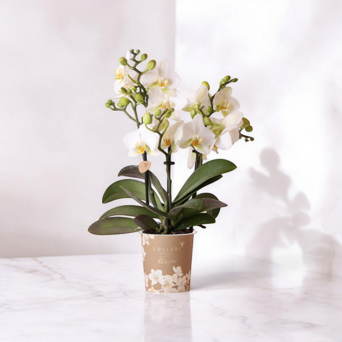 Witte phalaenopsis orchidee - Lausanne - Ø9cm