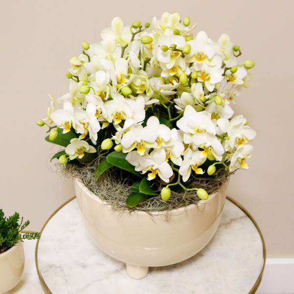 Witte Orchideeën in Gummy dish incl. waterreservoir - Luxe Planten