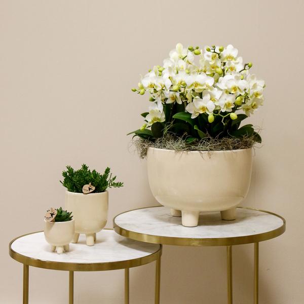 Witte Orchideeën in Gummy dish incl. waterreservoir - Luxe Planten