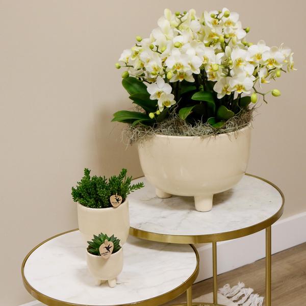 Witte Orchideeën in Gummy dish incl. waterreservoir - Luxe Planten