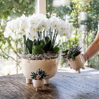 Witte orchideeën in Gummy dish incl. waterreservoir - Luxe Planten