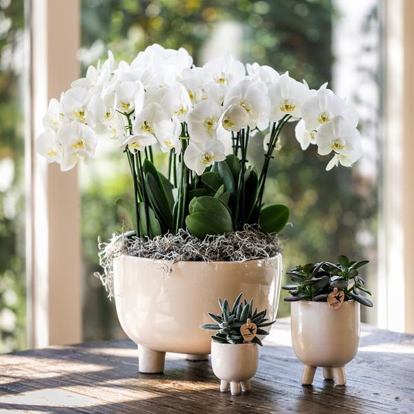 Witte orchideeën in Gummy dish incl. waterreservoir - Luxe Planten
