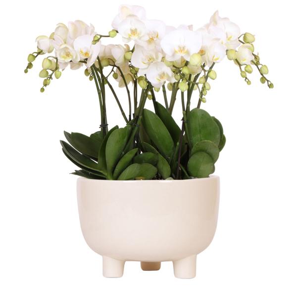 Witte orchideeën in Gummy dish incl. waterreservoir - Luxe Planten