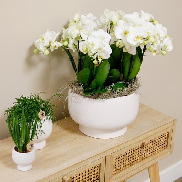 Witte orchideeën in Scandic dish incl. waterreservoir - Luxe Planten