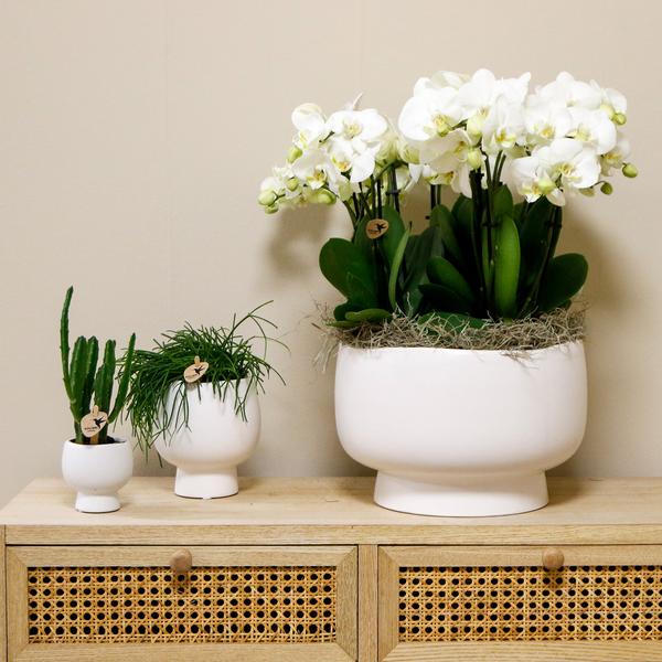 Witte orchideeën in Scandic dish incl. waterreservoir - Luxe Planten