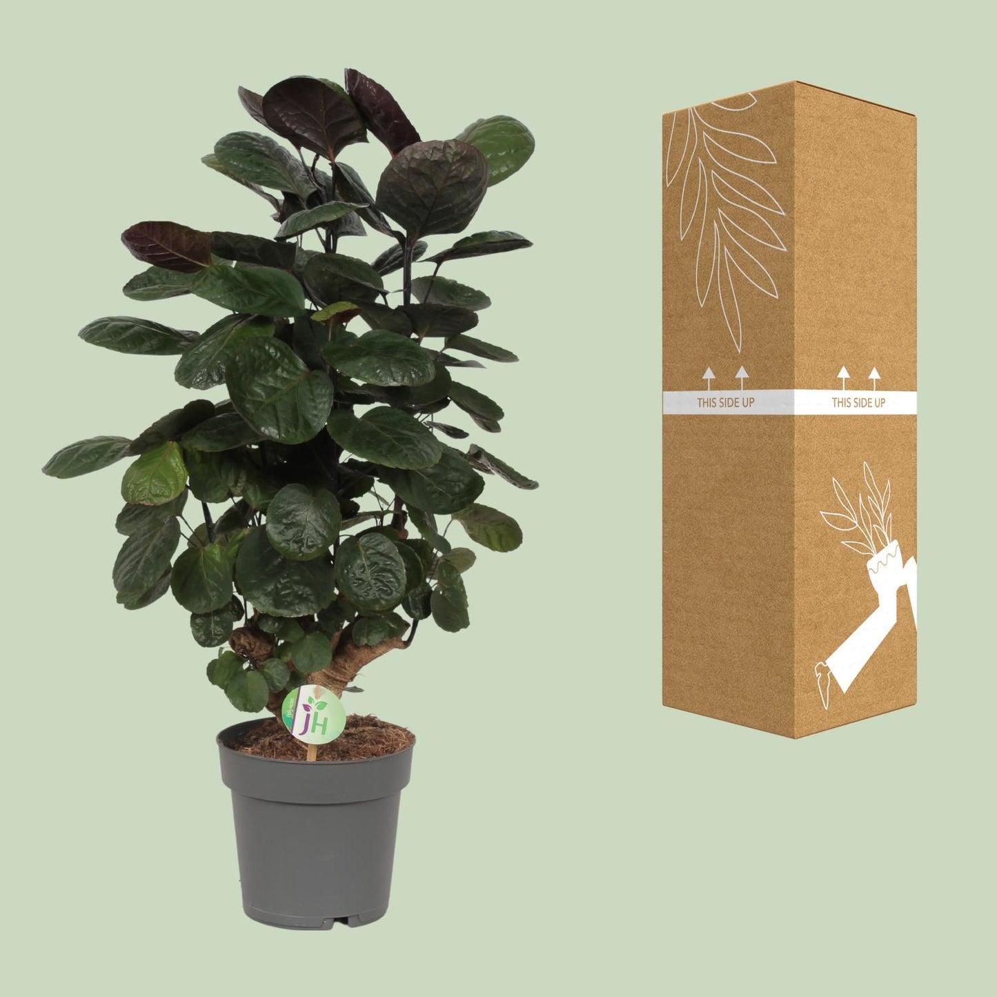 Polyscias Scutellaria Fabian - ↨60cm - Ø19cm