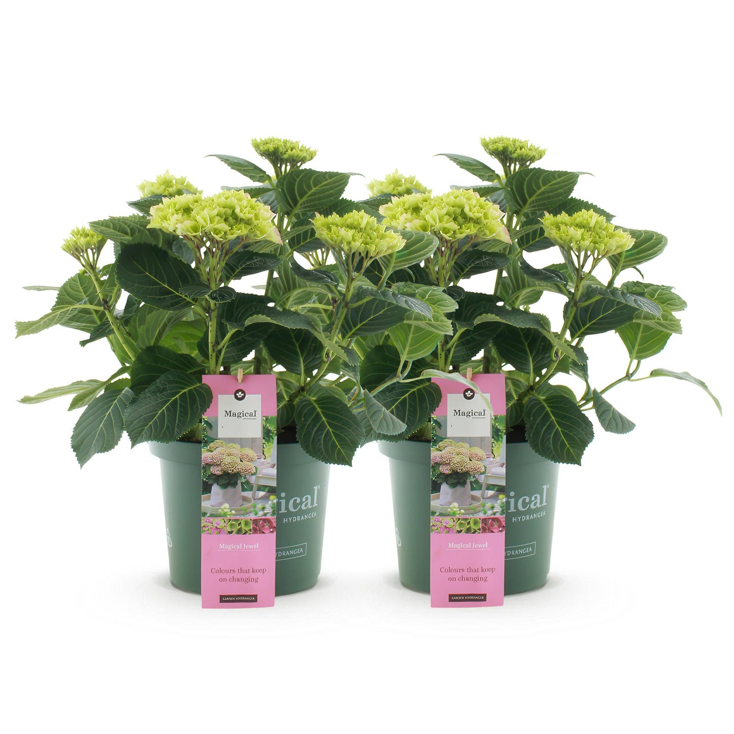 Hydrangea Magical Jewel - Roze - Hortensia - 2 Planten - ↨55cm - Ø23cm
