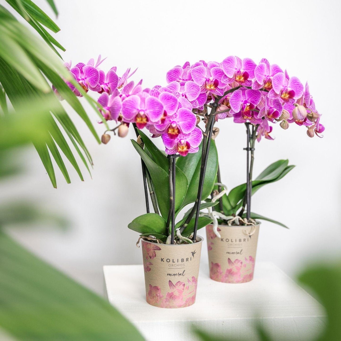 Paars/ roze Phalaenopsis orchidee - Mineral Vienna - Ø9cm
