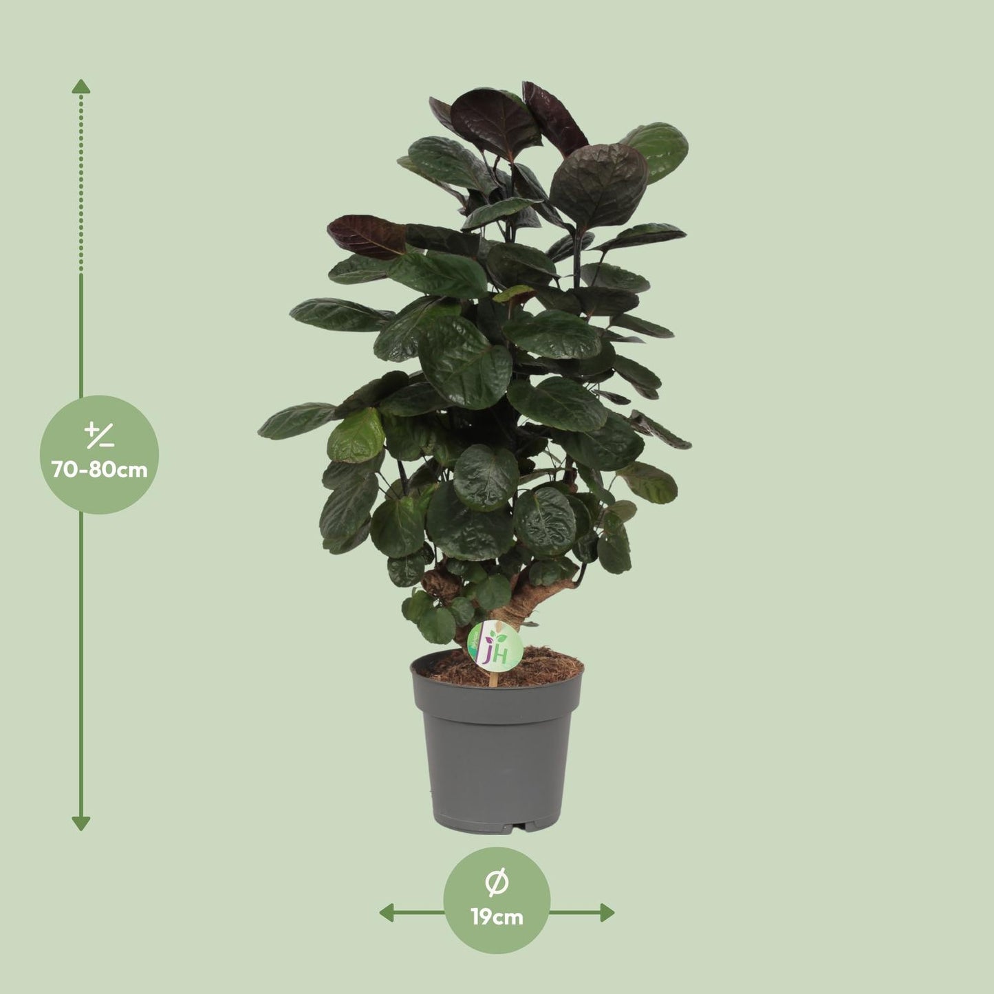 Polyscias Scutellaria Fabian - ↨60cm - Ø19cm