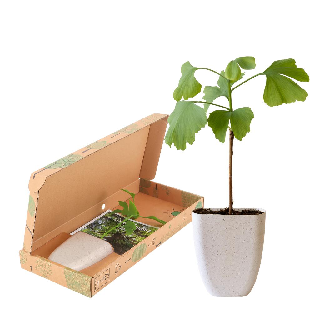 Ginkgo Biloba in brievenbusdoosje