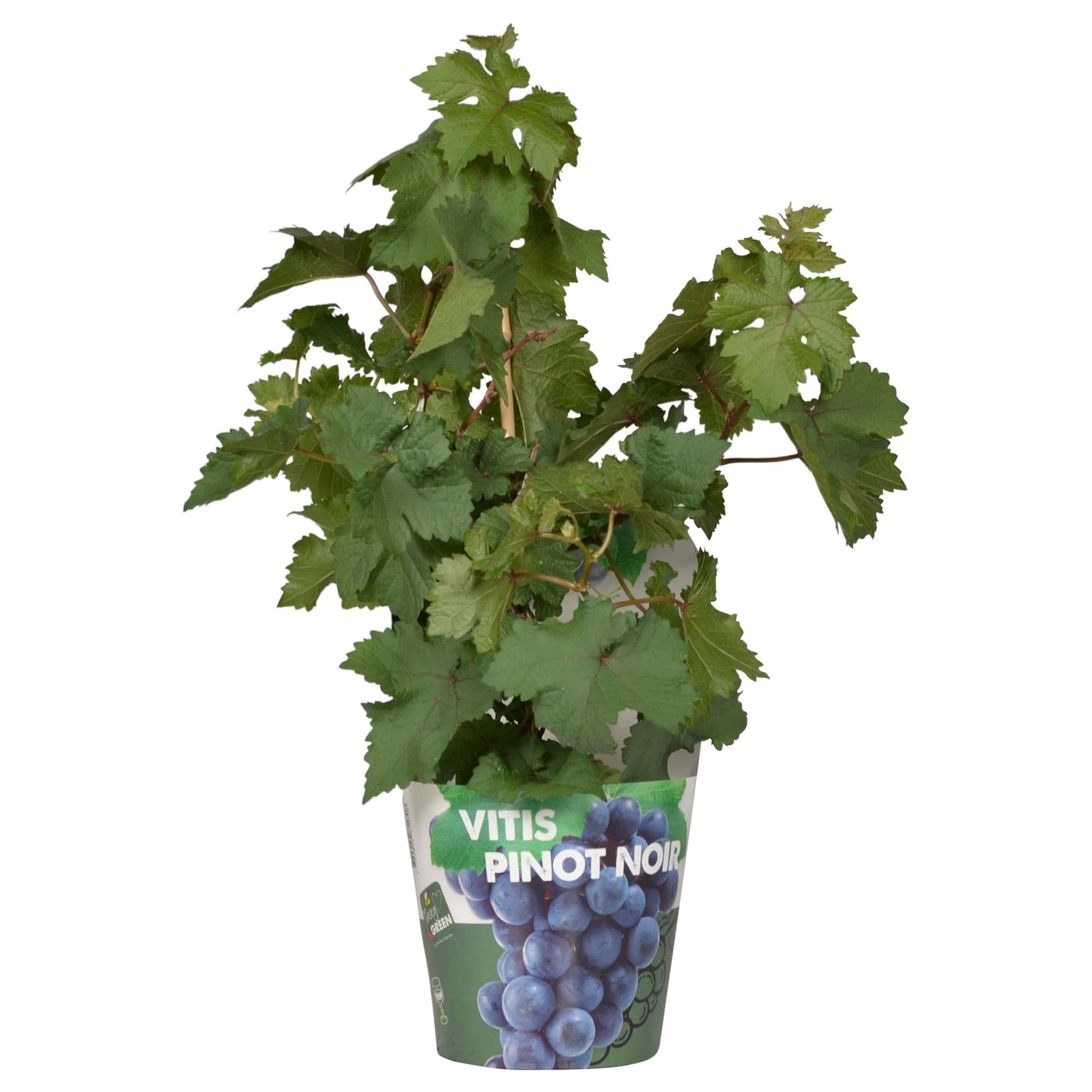 Biologische Blauwe wijndruif - ↨30cm - Ø14cm